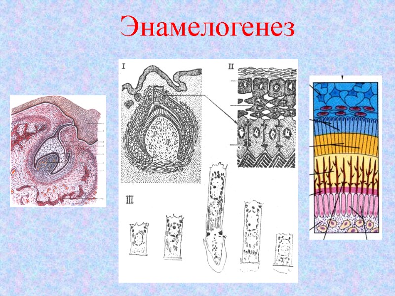 Энамелогенез